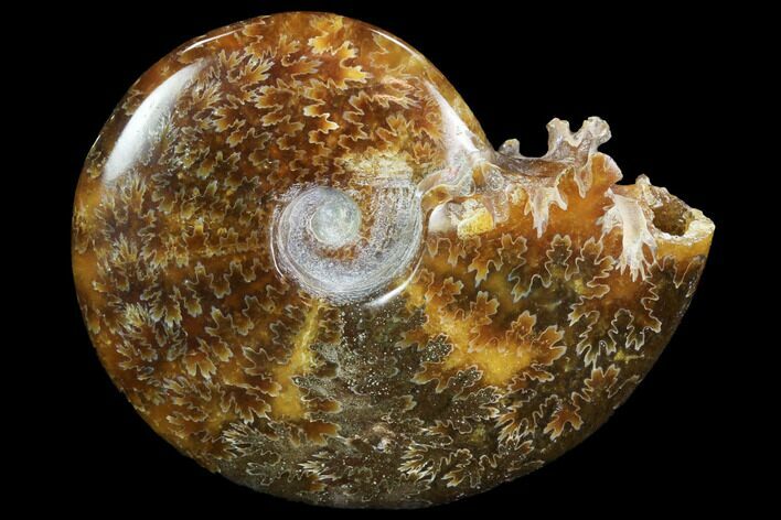 Polished, Agatized Ammonite (Cleoniceras) - Madagascar #97346